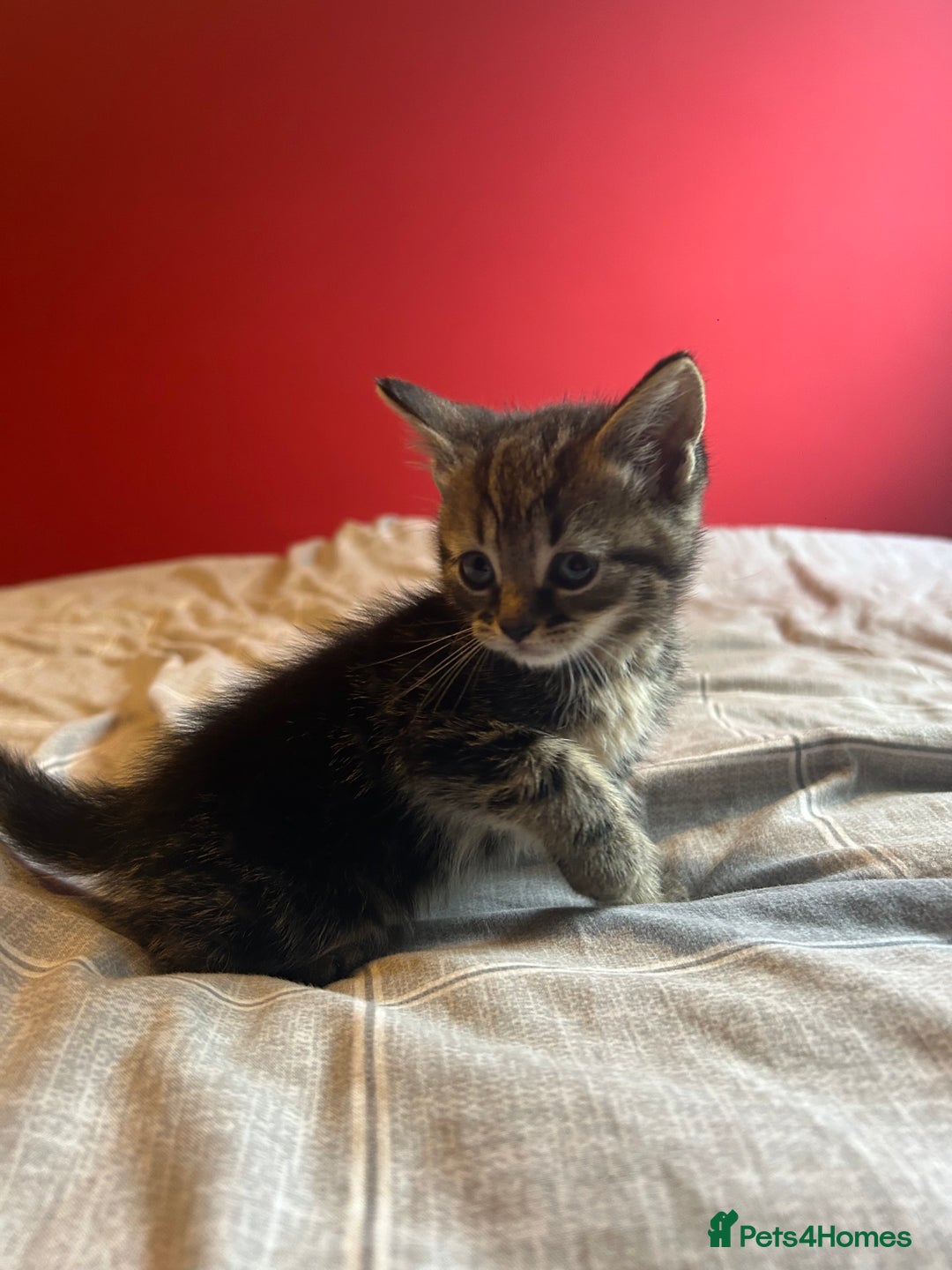 Domestic Shorthair cats for sale: 4 tabby kittens and 1 tuxedo kitten for sale! - Image 10