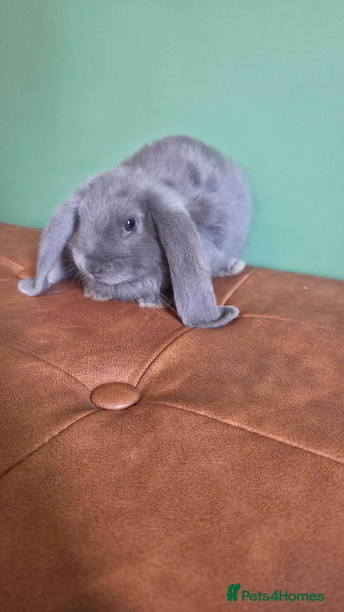 French Lop rabbits Beautiful French Lop Babies - Advert 2