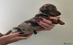 Miniature Dachshund dogs for sale: *CHAMPION LINES* Miniature Dachshund puppies - Image 2