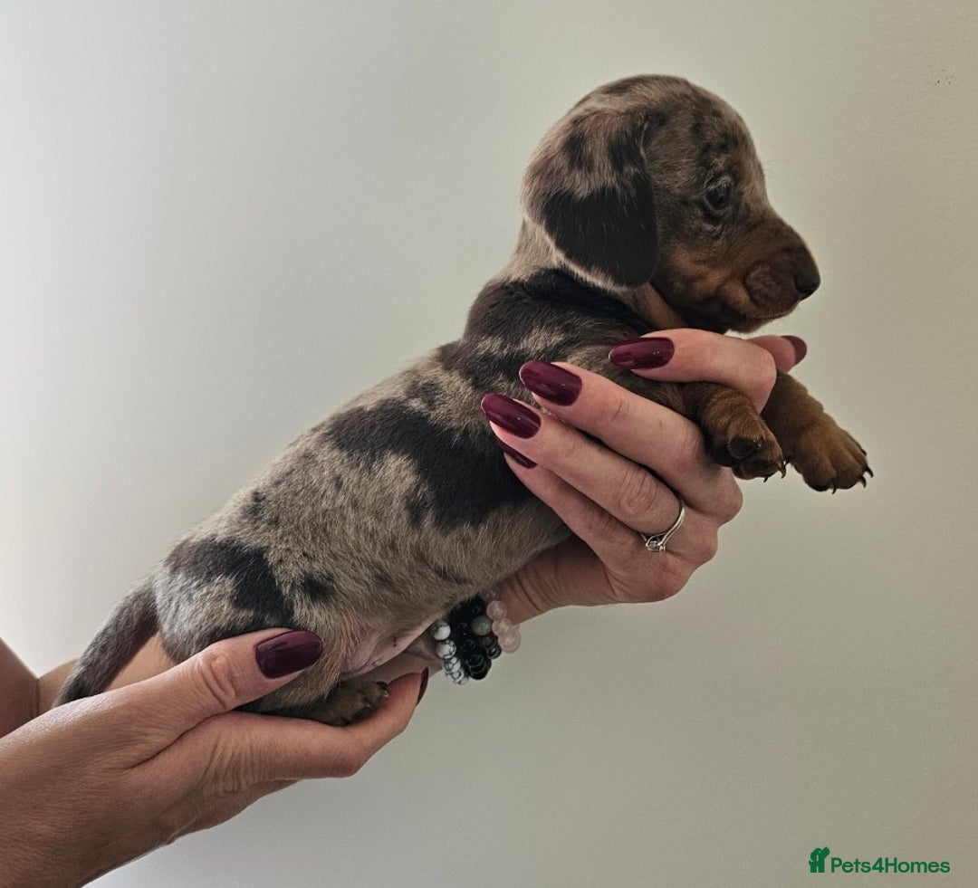 Miniature Dachshund dogs for sale: *CHAMPION LINES* Miniature Dachshund puppies - Image 2