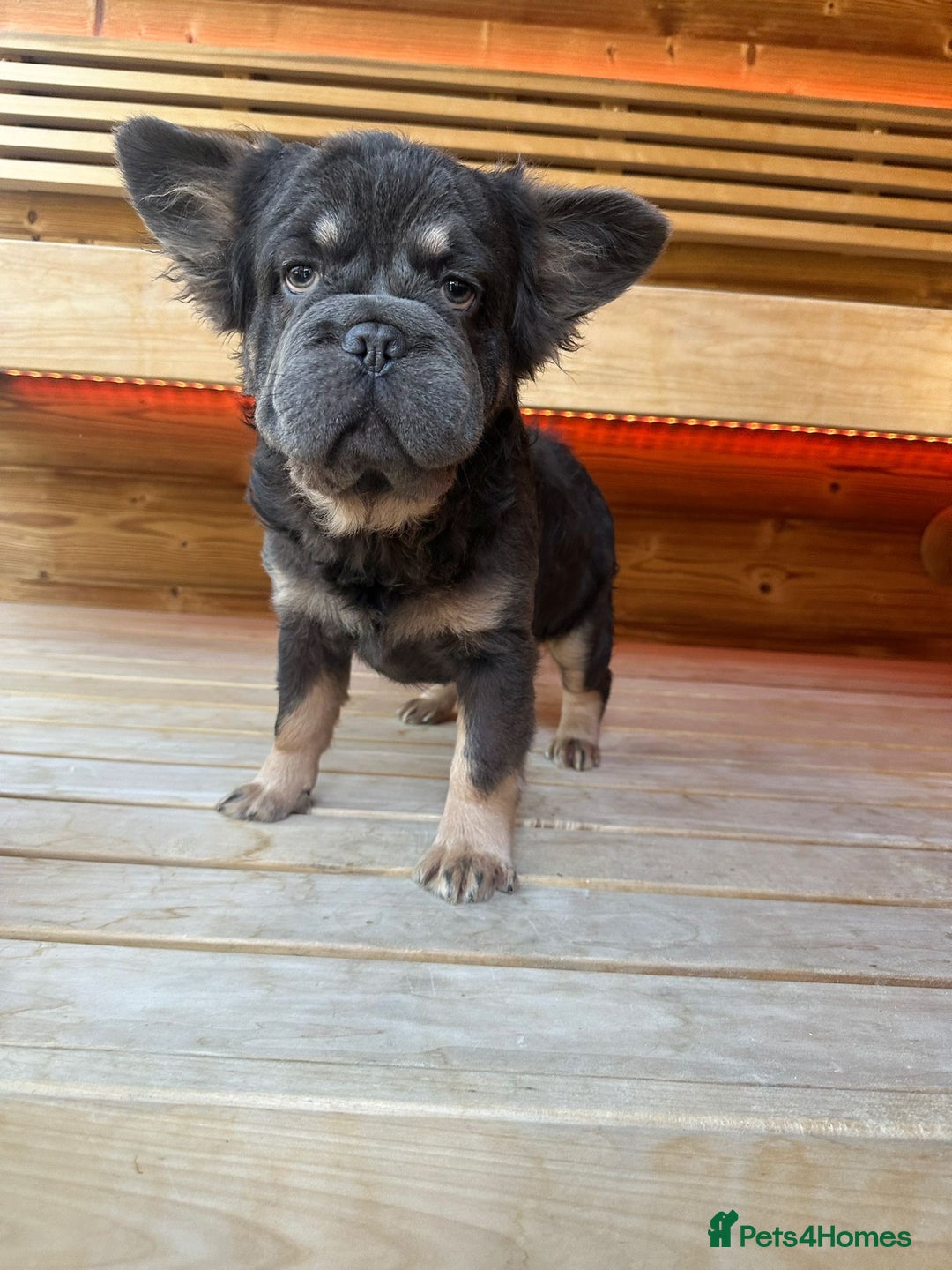 French Bulldog dogs for sale: Fluffy BOY- Chocco 😍 - Advert 3