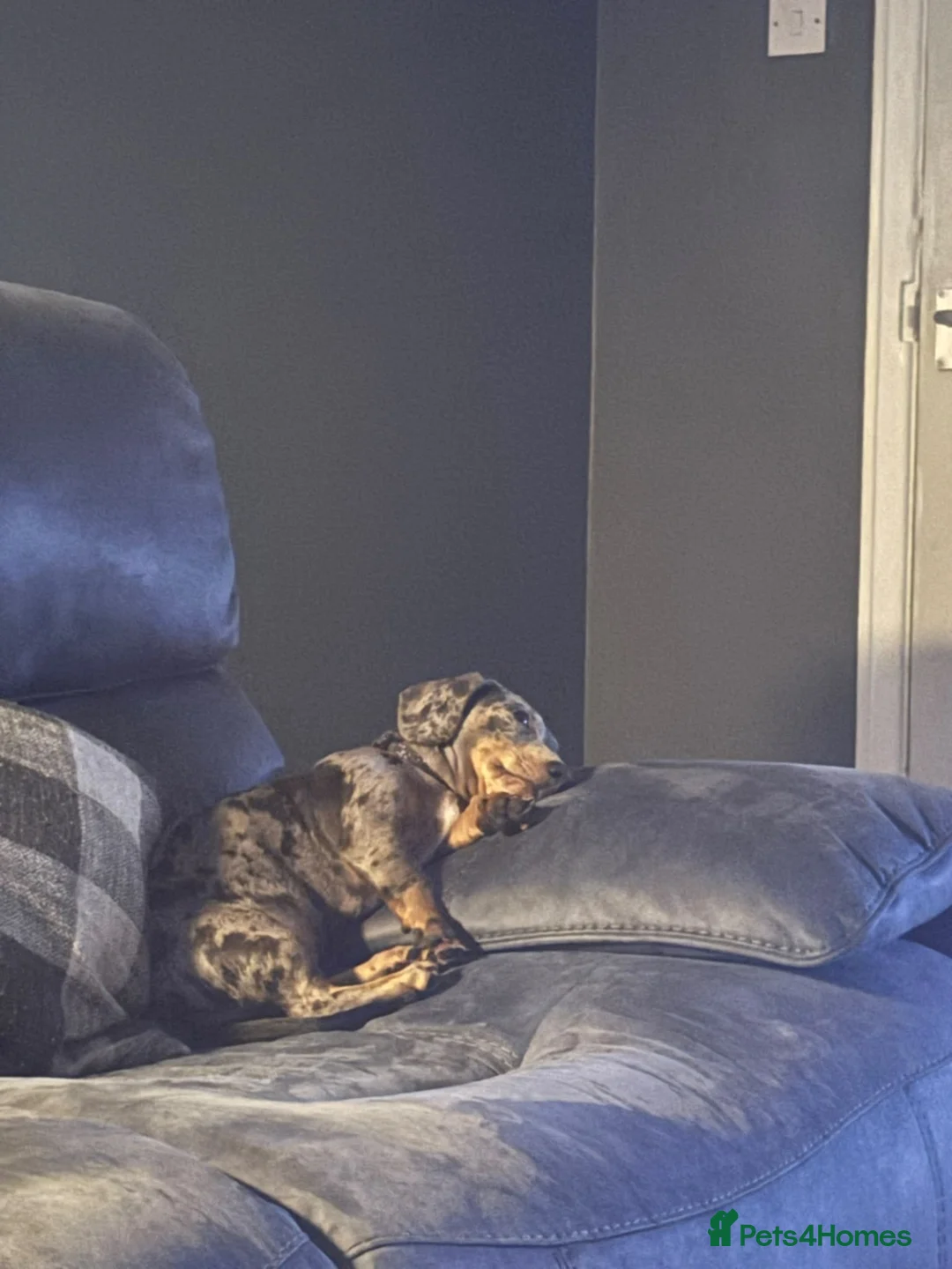 Miniature Dachshund dogs for stud: Marvin - Advert 2
