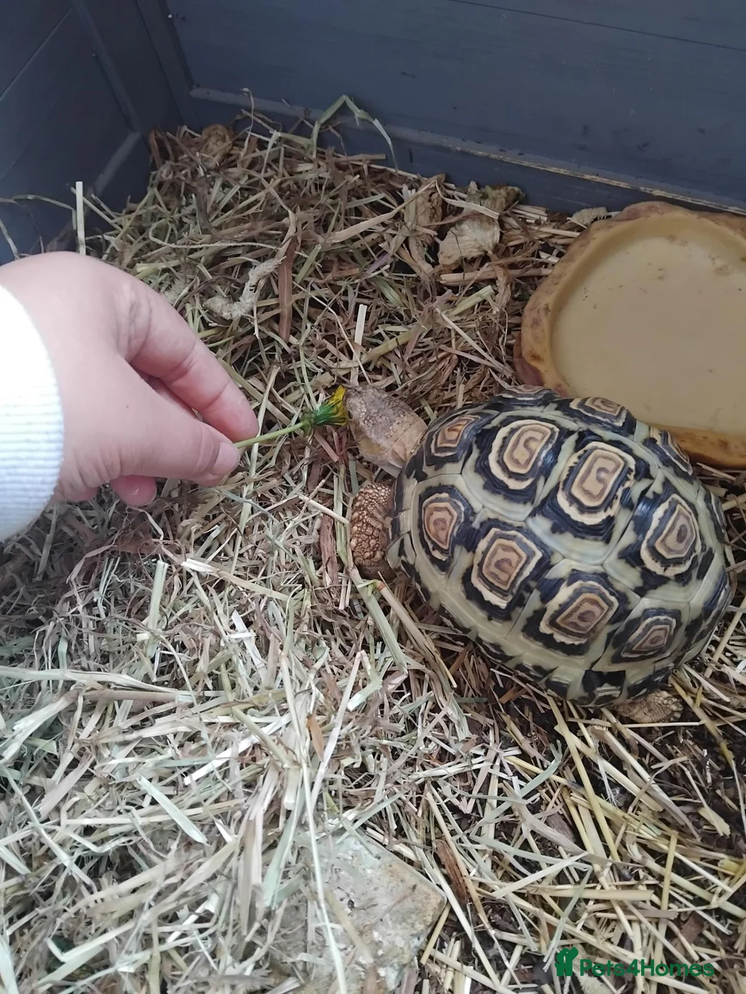 Tortoise reptiles for sale: 3 year old leopard tortoise  in Huddersfield - Advert 2