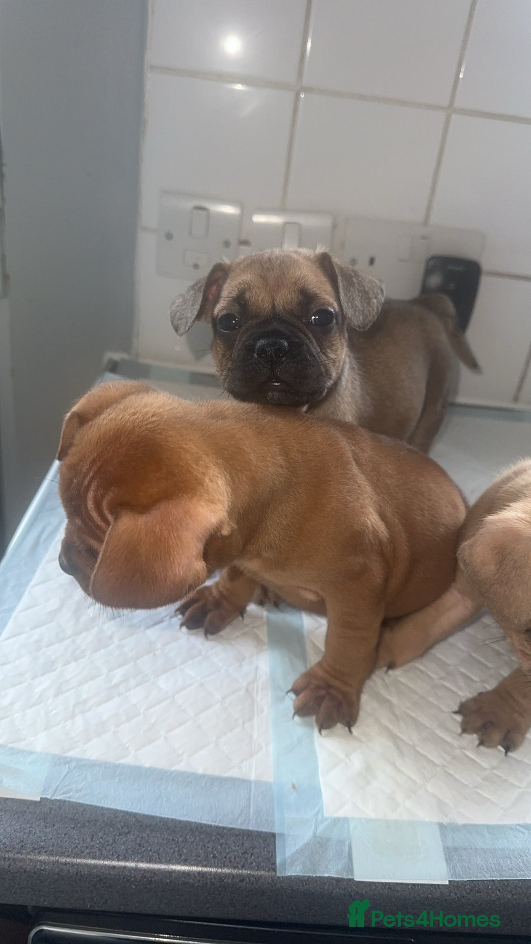 Mixed Breed dogs for sale: French bulldog X English bulldog  - Image 6