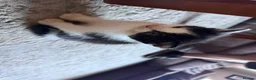 Mixed Breed cats for sale: Black and white male kittens  - Advert 11