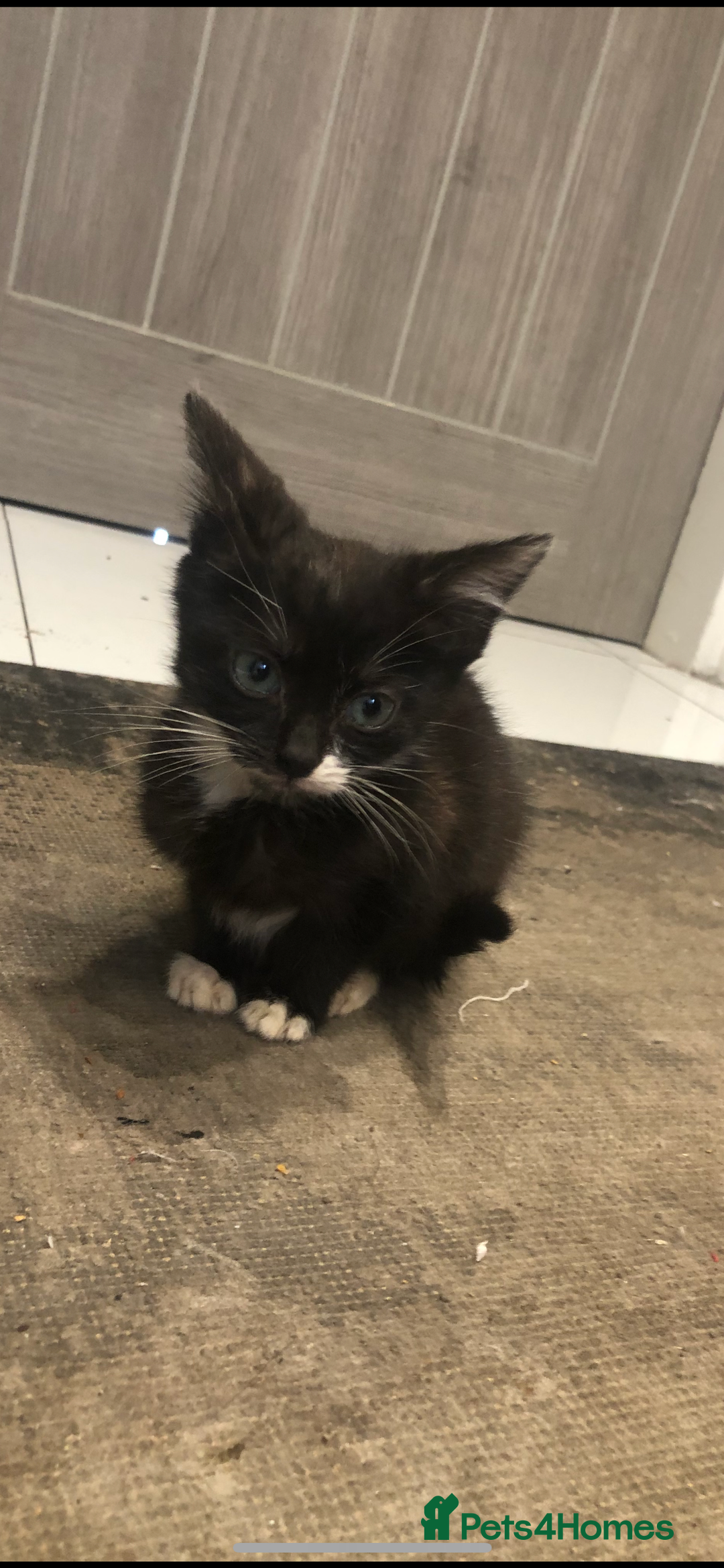 Mixed Breed cats for sale: Black white boy kitten last one  - Advert 5