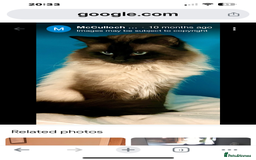 Ragdoll cats for stud: GCCF seal point FIV & FeLV clear Ragdloll for sale in Kinross - Image 2