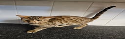 Bengal cats for sale: Silver/ mink bengals kittens  - Advert 32