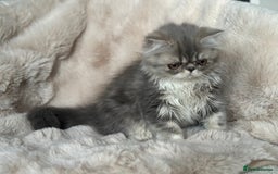 Persian cats for sale: 🐾 Beautiful Himalayan Persian Kittens 🐾 - Image 18