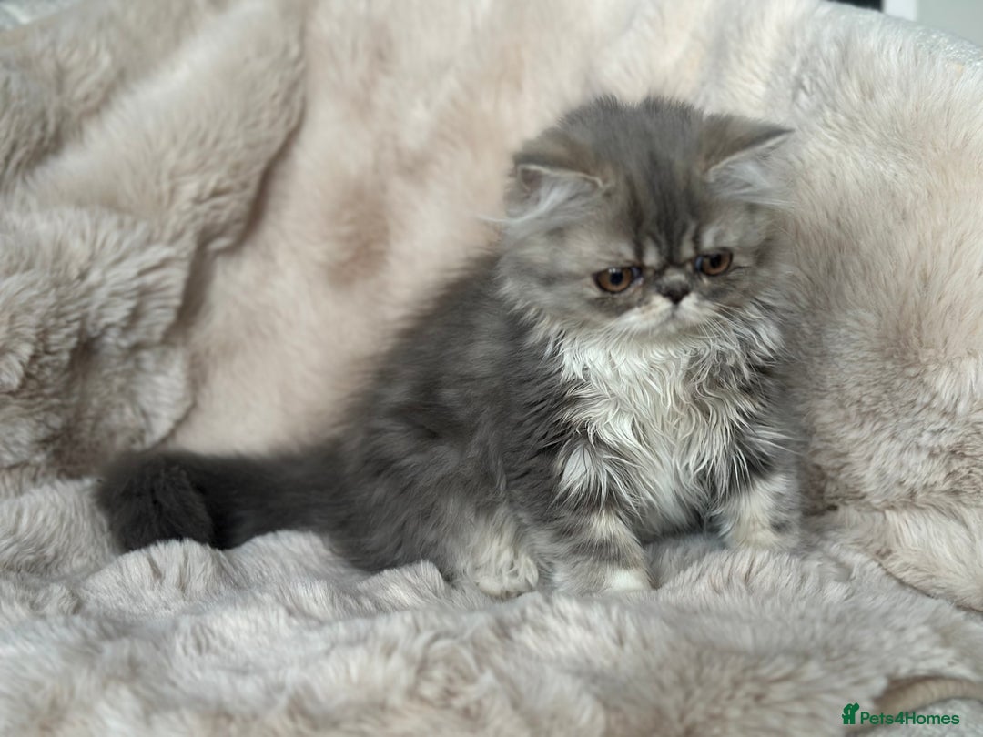 Persian cats for sale: 🐾 Beautiful Himalayan Persian Kittens 🐾 - Image 18