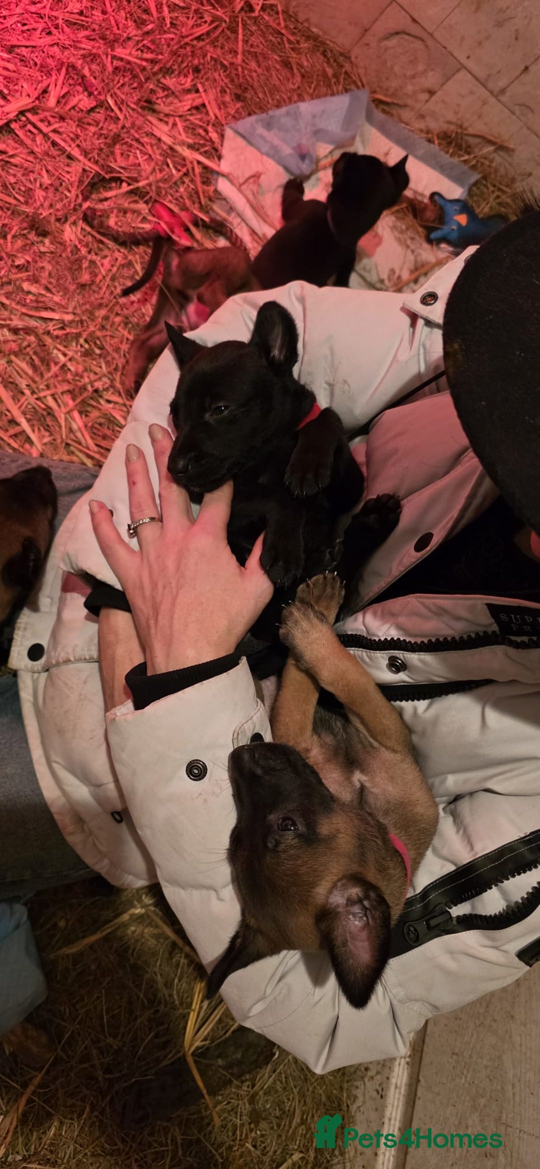 Belgian Shepherd Dog dogs for sale: Malinois Pups. Intentionally Bred as family dogs - Advert 14