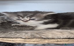 Persian cats for sale: 😻 Stunning persian kittens  - Image 11