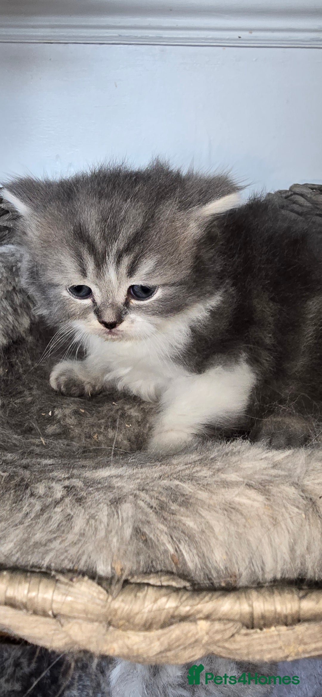 Persian cats for sale: 😻 Stunning persian kittens  - Image 11