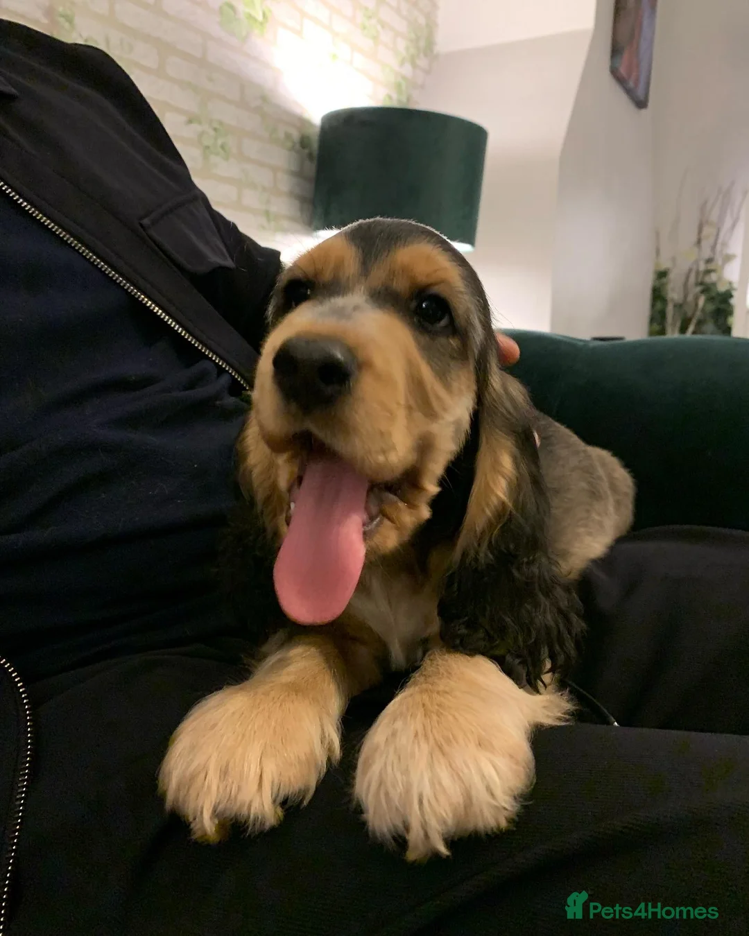 Cocker Spaniel dogs for stud: Cocker Spaniel male for stud - Advert 13