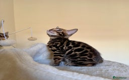 Bengal cats for sale: Bengal kittens  - Image 11