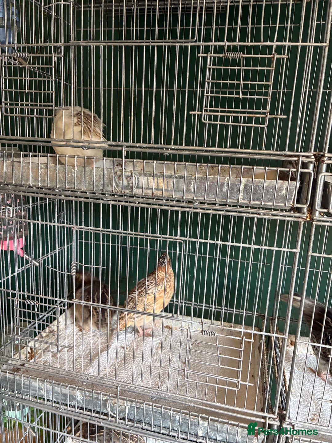 Quail poultry for sale: Point of lay hens and cocks - Image 2