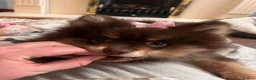 Pomeranian dogs for sale: SUPER FLUFFY Pomeranians ready to leave NOW - Advert 19