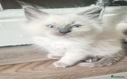 Ragdoll cats for sale: Pure Ragdoll kittens READY NOW!!! in Leicester - Image 14
