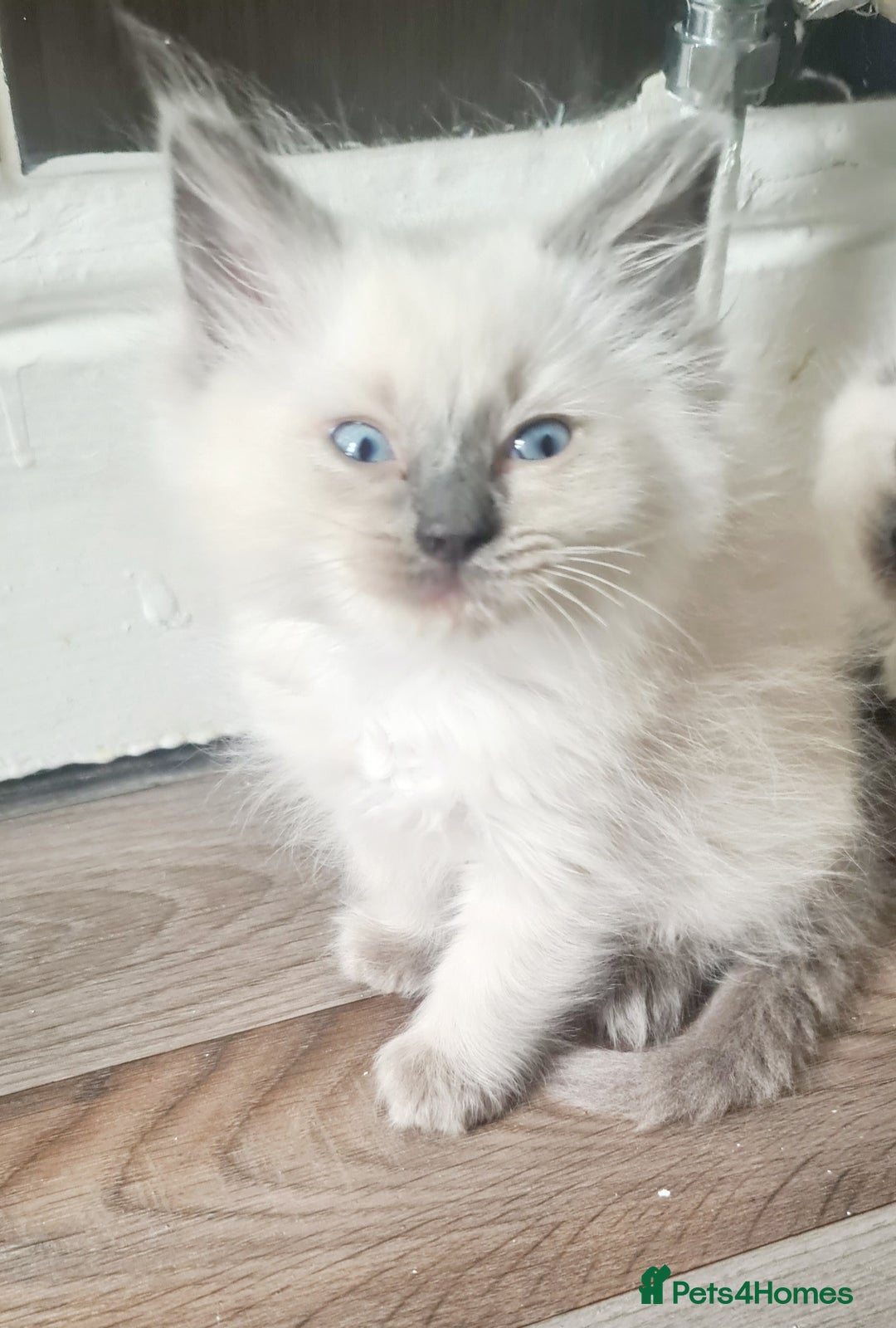Ragdoll cats for sale: Pure Ragdoll kittens READY NOW!!! in Leicester - Image 14