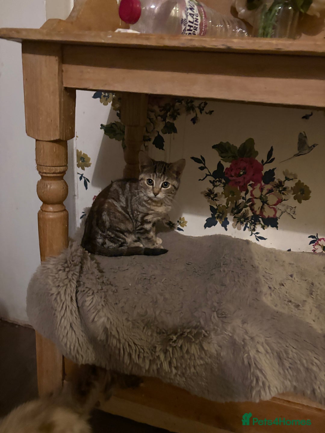 Mixed Breed cats for sale: 7 beautiful kittens mixed colours  - Advert 9