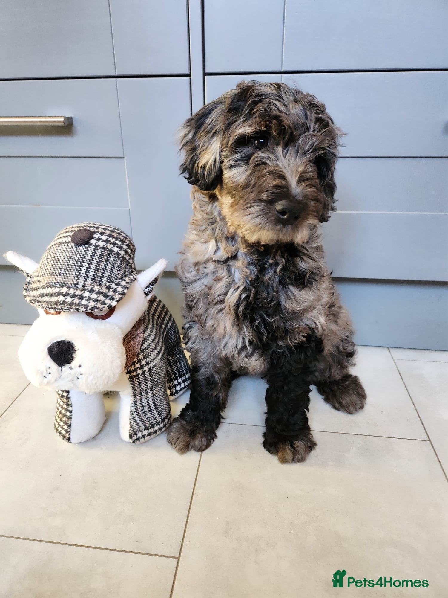 Australian Labradoodle dogs *READY TO GO* 💕Australian Labradoodle Puppies💕 - Advert 8