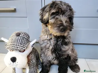 Australian Labradoodle dogs *READY TO GO* 💕Australian Labradoodle Puppies💕 - Advert 8