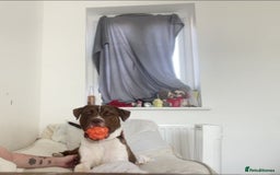 Mixed Breed dogs for sale: New home needed asap - Image 2