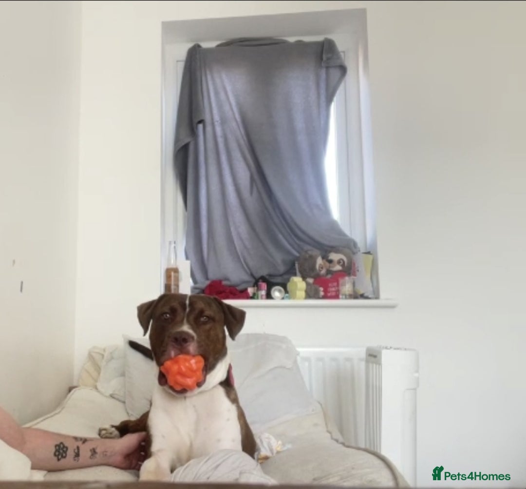 Mixed Breed dogs for sale: New home needed asap - Image 2