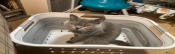 British Shorthair cats for sale: Playful British Shorthair Male (Neutered) - Advert 14