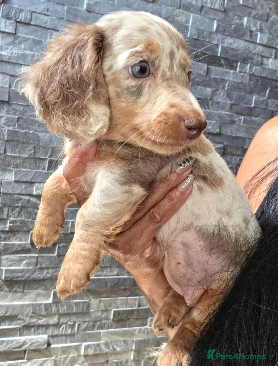 Miniature Dachshund dogs True Long Hair Minature Dachshund  - Advert 5