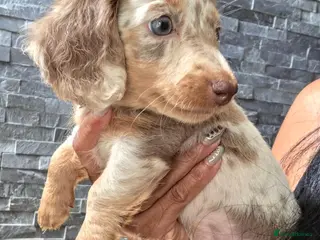 Miniature Dachshund dogs True Long Hair Minature Dachshund - Advert 3