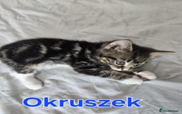 Domestic Shorthair cats for sale: Cute kittens for new home - Image 8