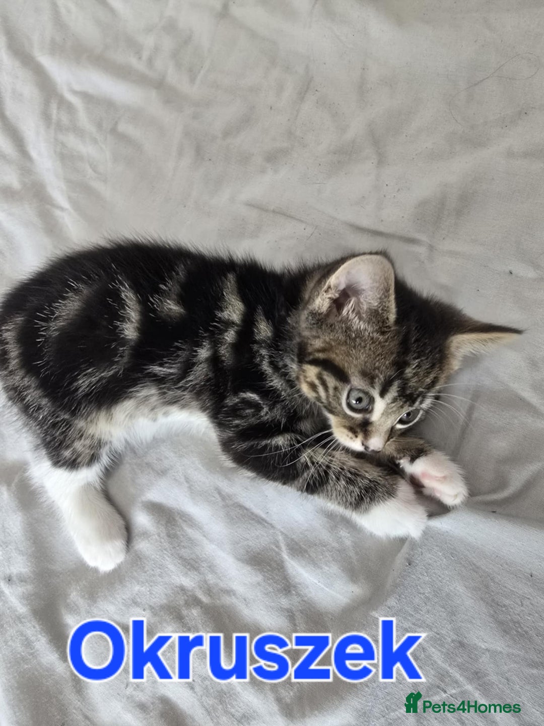 Domestic Shorthair cats for sale: Cute kittens for new home - Image 8