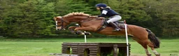 Welsh Section D horses for sale: 14.3/15hh allrounder gelding  in Rowlands Gill - Advert 22