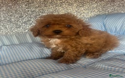 Cavapoo dogs for sale: F1 b cavapoo puppies 🐶  - Image 21