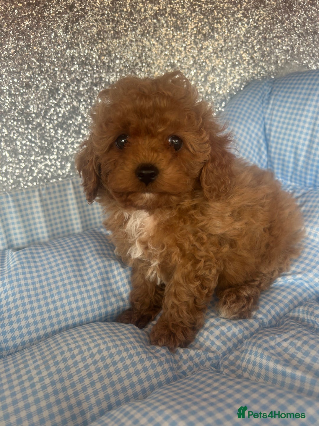 Cavapoo dogs for sale: F1 b cavapoo puppies 🐶  - Image 21