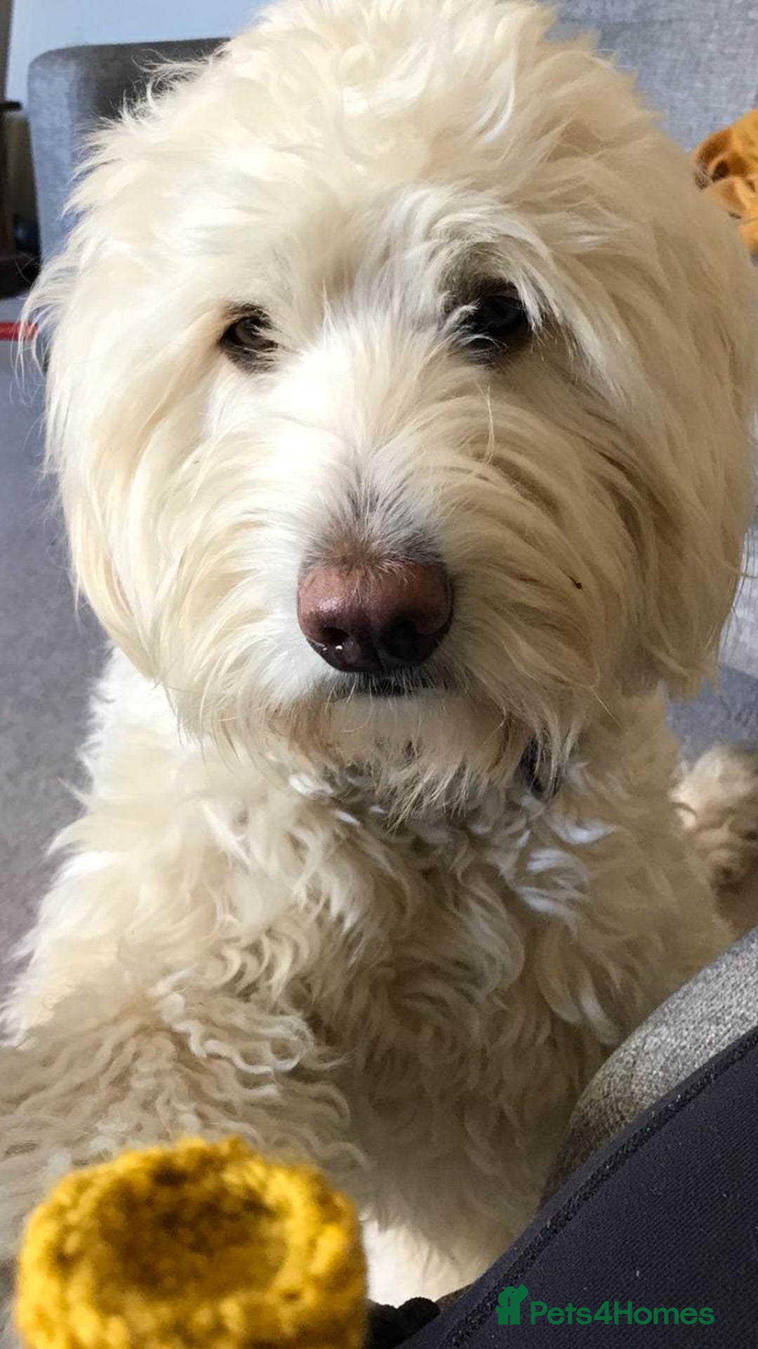 Labradoodle dogs for stud: Very special Australian labradoodle stud dog in Bedford - Image 1
