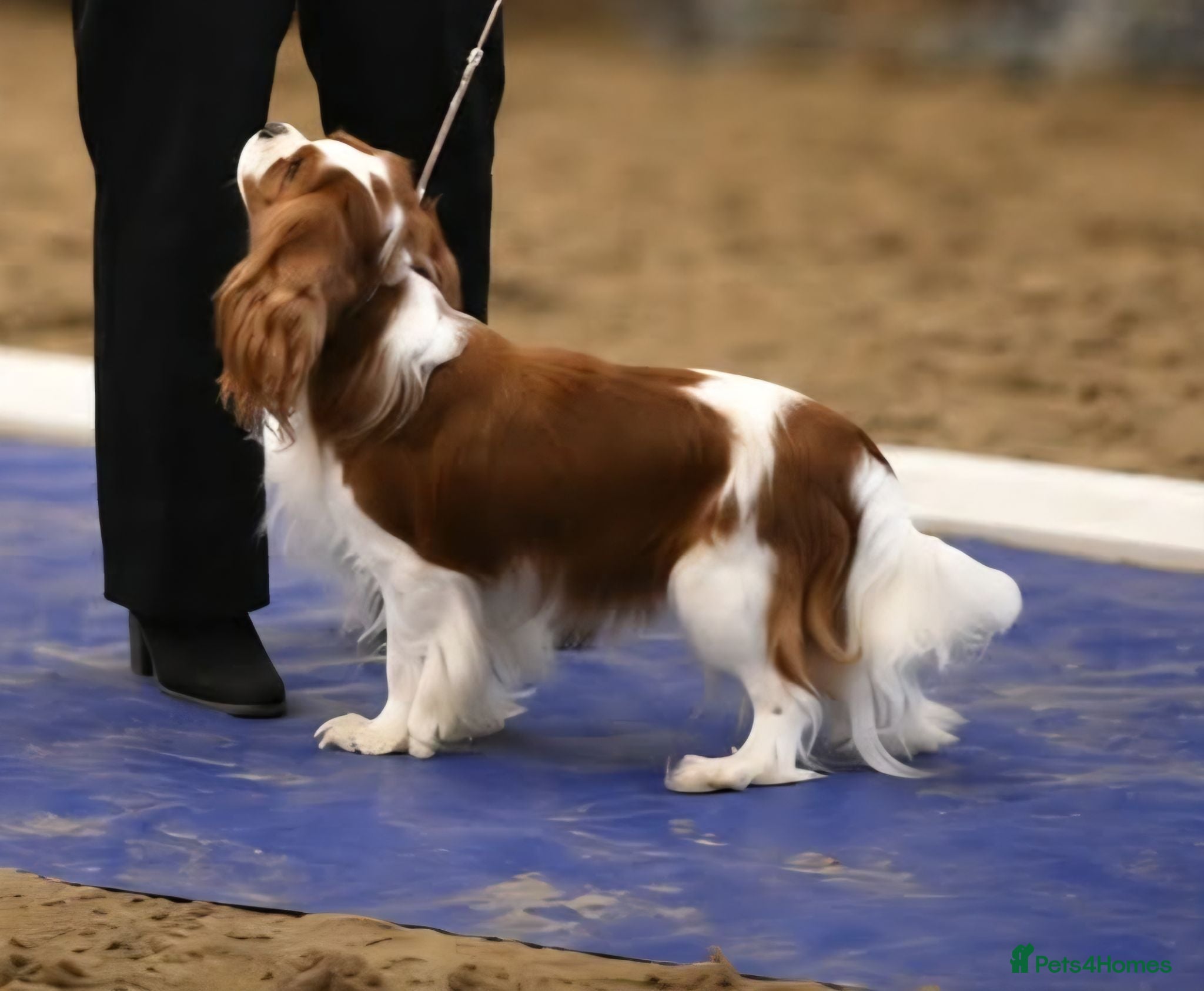 Cavalier King Charles Spaniel dogs Health Tested CKCS for stud! - Advert 10