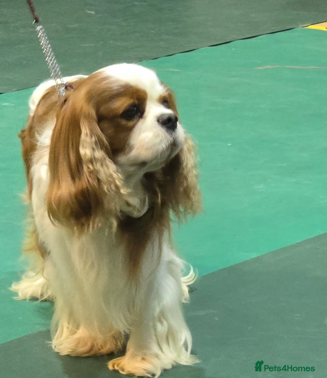 Cavalier King Charles Spaniel dogs for stud: Health Tested Stud Dog in Chesterfield - Advert 2