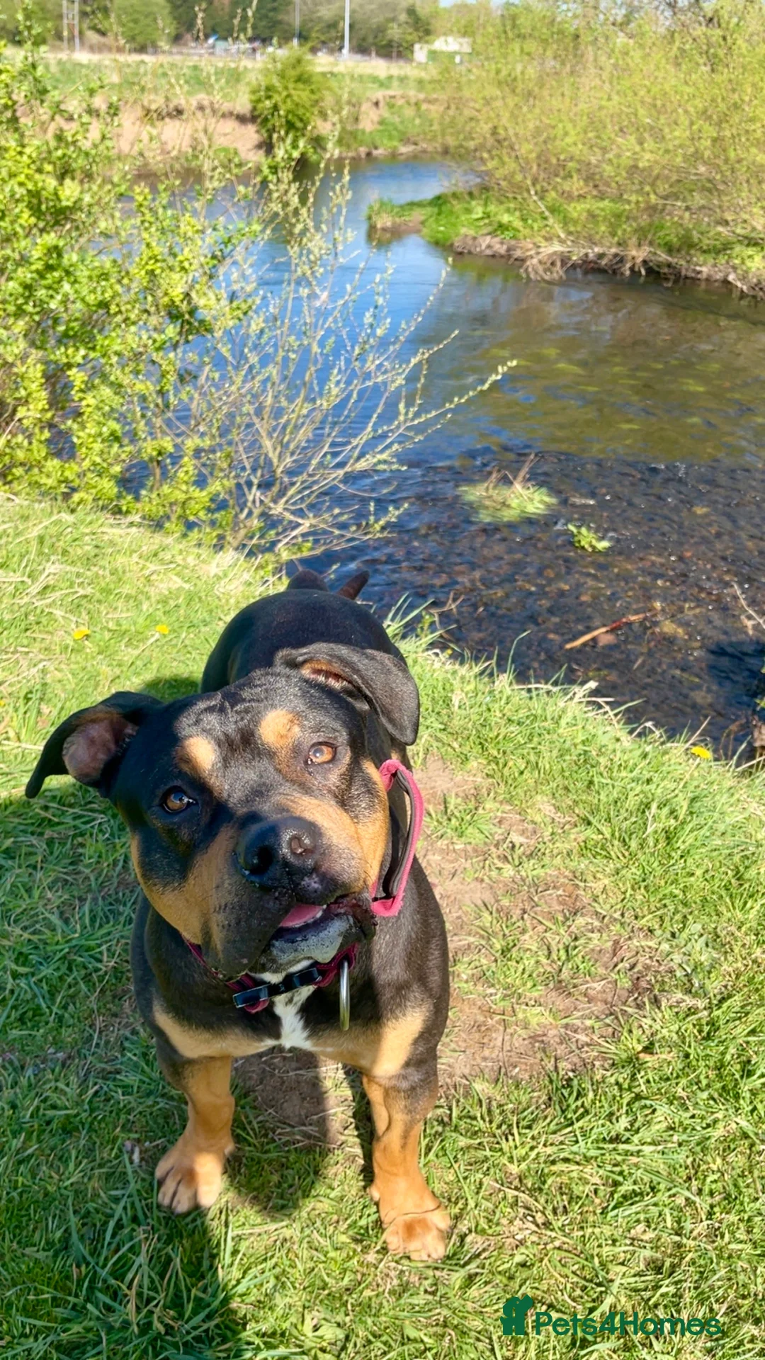 American Bully dogs for stud: Standard American Bully in Alva - Advert 4