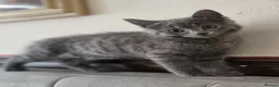 Russian Blue cats for sale: Russian Blue - Advert 3