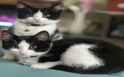 Mixed Breed cats for sale: Beautiful tuxedo kittens  - Image 22