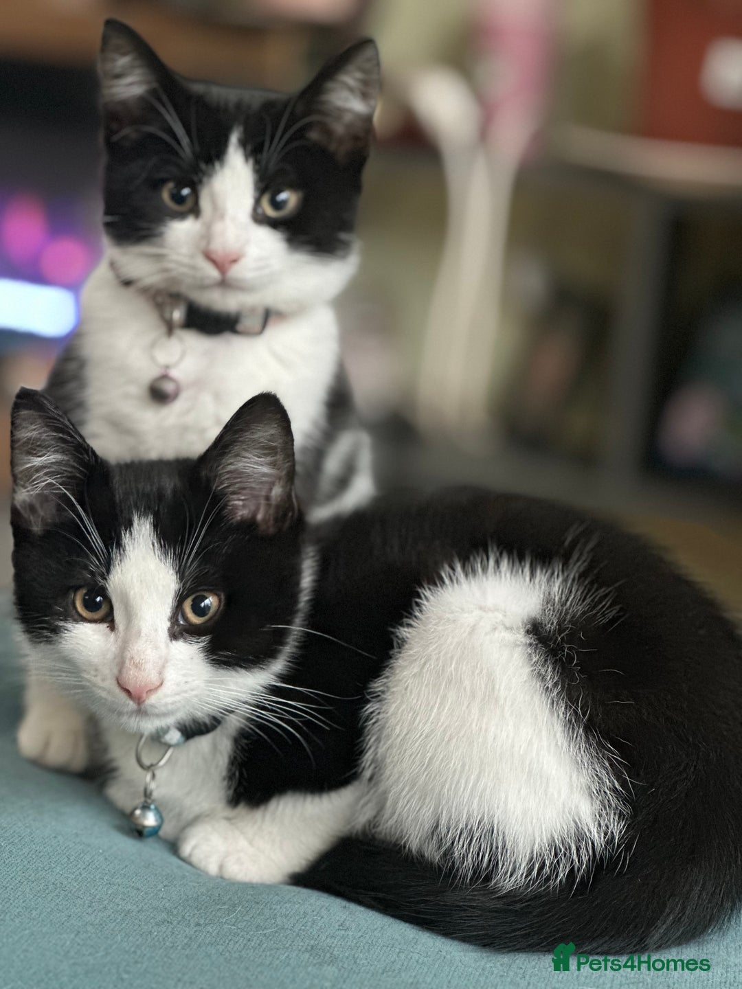 Mixed Breed cats for sale: Beautiful tuxedo kittens  - Image 22