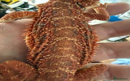 Bearded Dragon reptiles for sale: Bearded Dragon. Blue bar Tiger Stripe  - Image 14