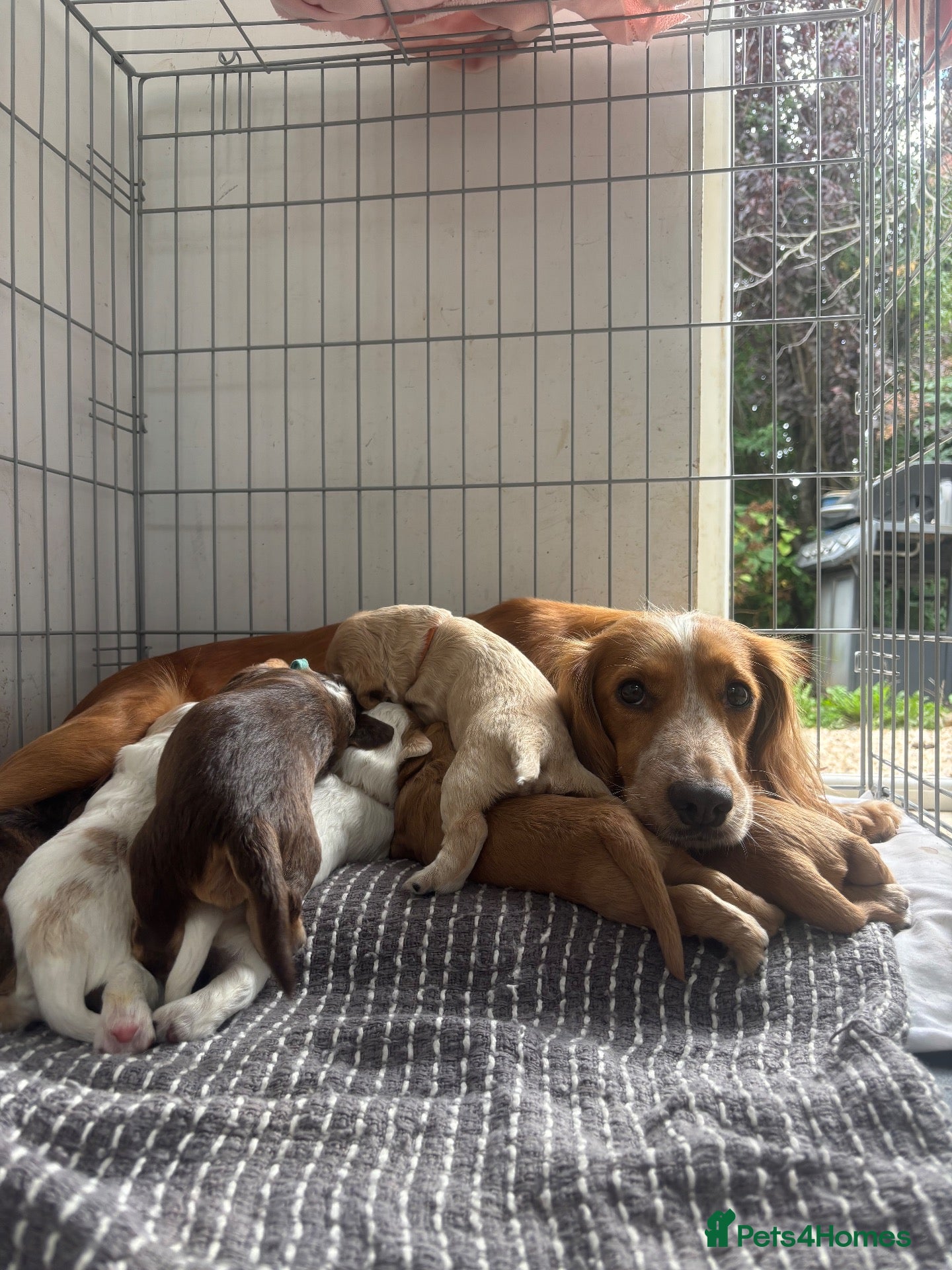 Cocker Spaniel dogs for sale: Show x working pups - Advert 9