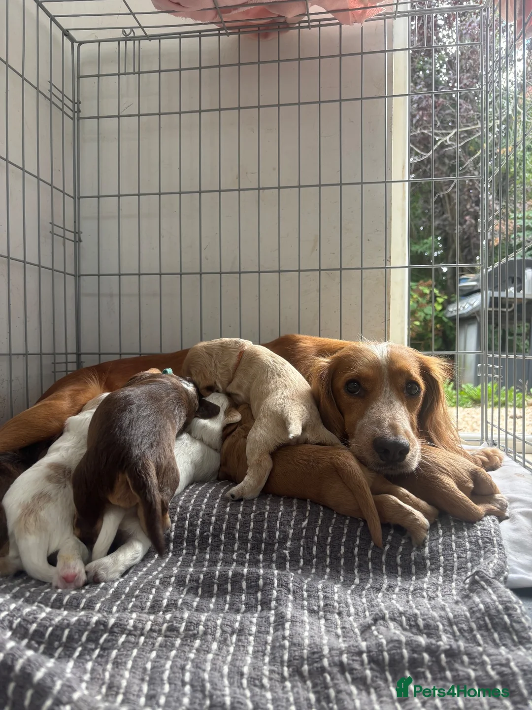 Cocker Spaniel dogs for sale: Show x working pups - Advert 1