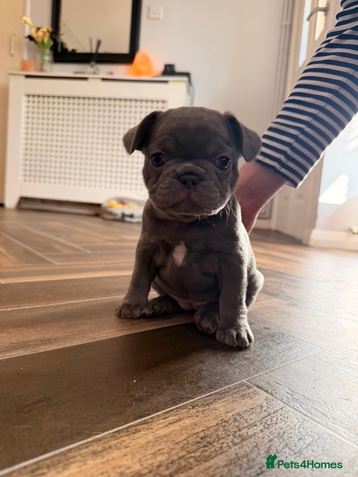 French Bulldog dogs K C registered beautiful French bulldogs  - Advert 11