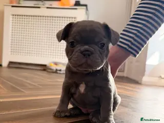 French Bulldog dogs K C registered beautiful French bulldogs - Advert 11