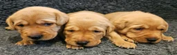 Labrador Retriever dogs for sale: Red Fox Labs : Health Checked-KC Reg-FTCH Pedigree - Advert 4