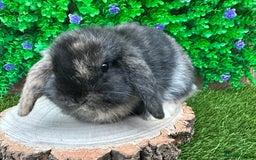 Mini Lop rabbits for sale: Stunning mini lop bunnies ready to reserve  - Advert 14